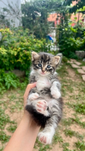 Yavru kedi oyuncul fotoğraf
