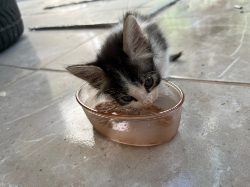 Anemisi olan 1 aylık bebek fotoğraf