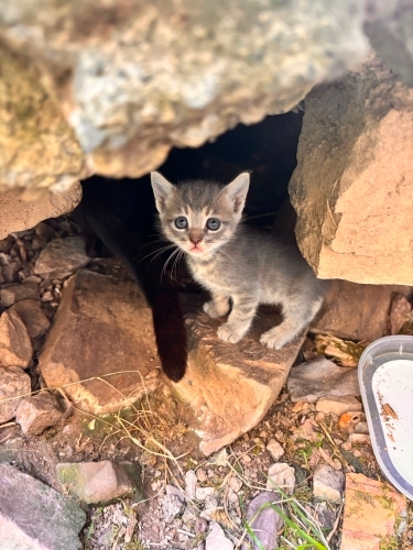 Minik kalpler ömürlük yuvasını arıyor dişi erkek bebekler var fotoğraf