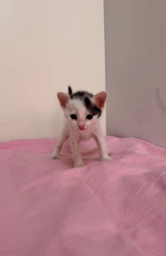 Acil Yuva Aranıyor 3 Haftalık dişi kedi annesi yok süt tozuyla besleniyor fotoğraf