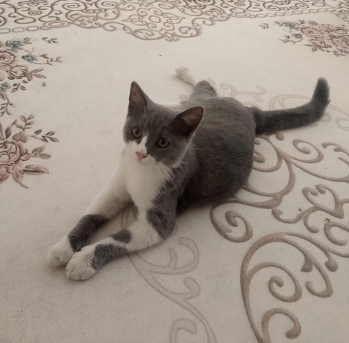 Ailem olur musun fotoğraf