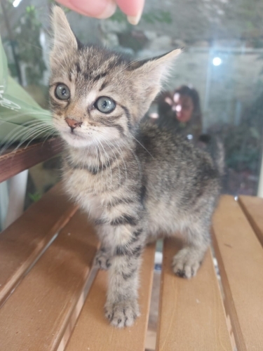 aciiil annesiz yavrumuza kalici yuva fotoğraf