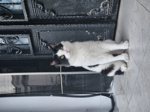 Acil Yuva Arıyor fotoğraf
