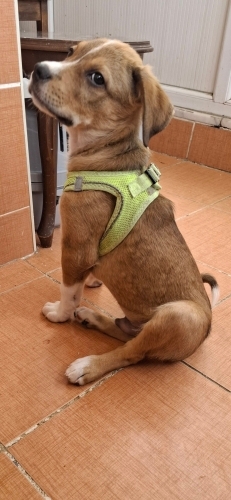 Goffy oyuncu aktif fotoğraf