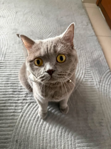 SHİLA ÖMÜRLÜK YUVA ARIYOR fotoğraf
