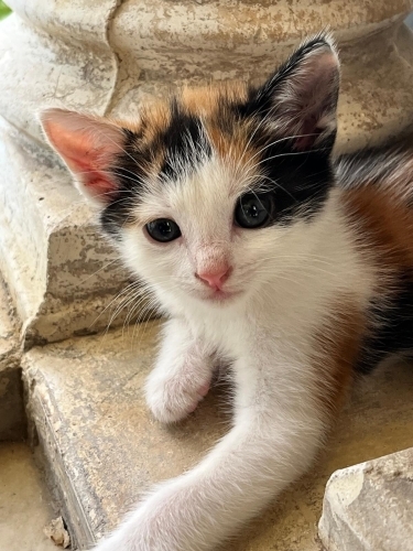 Muhteşem huylu annenin harika bebeklerinden fotoğraf