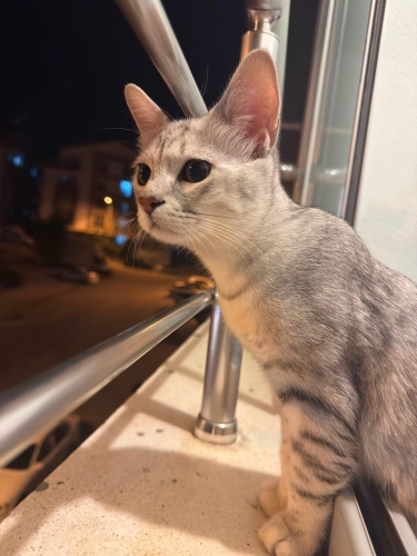 4 aylık oyun canlısı erkek yavru fotoğraf