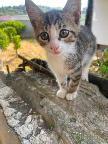 Bir Bakışta Kalbinizi Çalacak 2 Aylıķ Minik bir yakisikli fotoğraf