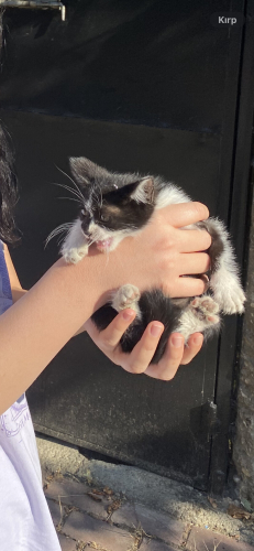 Yavru,insana alışkın,cana yakın kedi fotoğraf