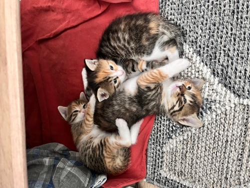 KIZIMIN YAVRULARINA YUVA ARIYORUM fotoğraf