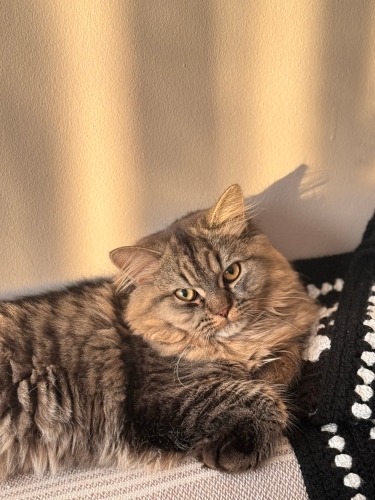 Carlosa yeni yuva arıyoruz fotoğraf