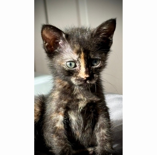 Acil Yuva Tortie & White / 3 Renkli 2 Buçuk Aylık fotoğraf