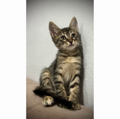 Acil Yuva Tekir(Tabby) Irk Dişi fotoğraf
