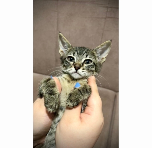 Acil Yuva Tekir(Tabby) Irk Dişi fotoğraf
