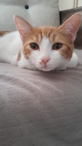 Sokağa Terkedilmiş Zavallı kedi fotoğraf