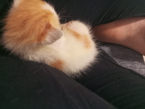 Acill süt anne aranıyor fotoğraf