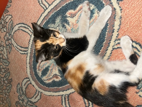 Calico minnoşuna yuva arıyorum fotoğraf