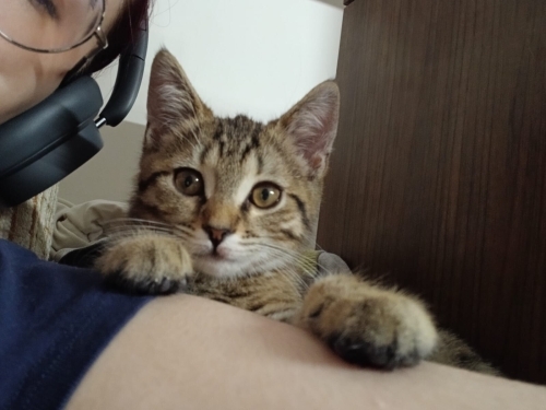 Çok akıllı, sevecen ve çok oyuncu fotoğraf