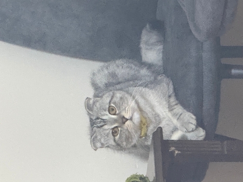 Oyuncu yavrumuza yuva arıyoruz fotoğraf