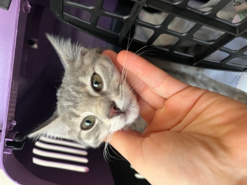 Oyuncu, sevgi dolu ve meraklı fotoğraf