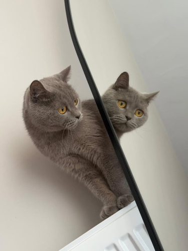 ERKEK KISIR ÖMÜRLÜK YUVA fotoğraf
