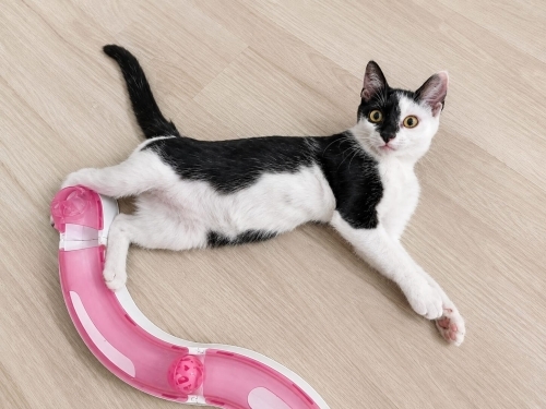 3 aylık dişi yavru kedi fotoğraf