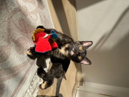 ÇOK ACİL EV KEDİSİ fotoğraf