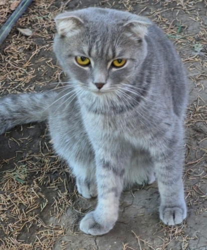1.5-2 YAŞLARINDA SCOTTISH FOLD.!! KISIR..!! fotoğraf