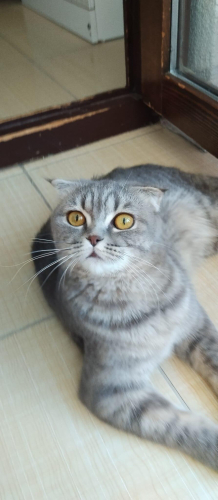 ÖMÜRLÜK YUVA ARIYOR fotoğraf