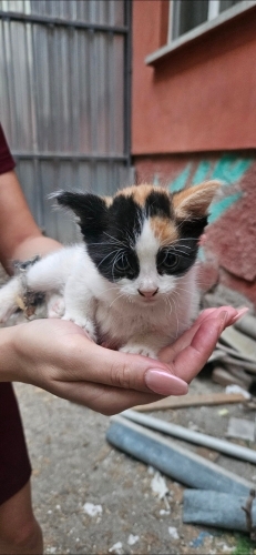 1 aylık bebişe anneye geçici kalıcı acil yuva fotoğraf