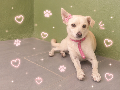Ücretsiz sahiplenme chihuahua melez fotoğraf