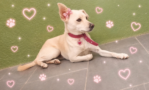 Ücretsiz sahiplenme chihuahua melez fotoğraf