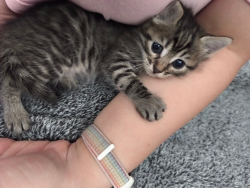 🌰 FİNDUK (6 Haftalık) Ömürlük Yuvasını Bekliyor 🐾 fotoğraf