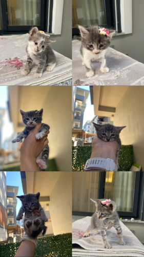 36 günlük bebek kediler fotoğraf