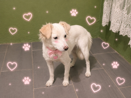 Ücretsiz sahiplenme pofidik labrador melez fotoğraf