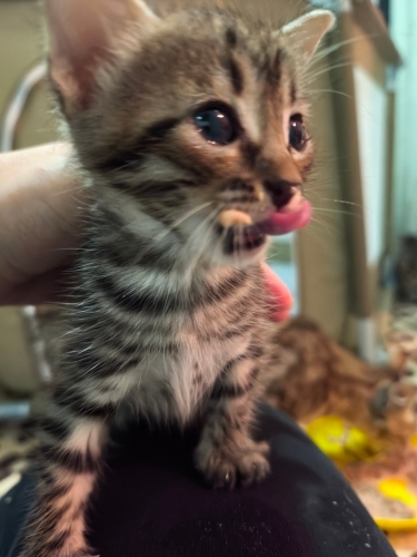 🤍 TOFU (6 Haftalık) Şanslı Ailesini Arıyor 🐾 fotoğraf