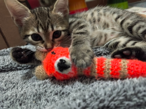 🌸 MİÇO Kış Gelmeden Sıcak Yuvasını Arıyor 🐾 fotoğraf