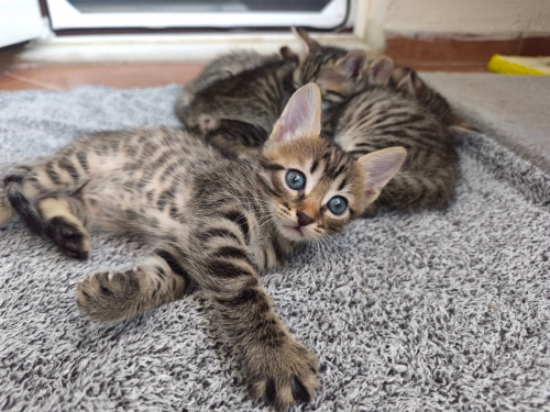 🦁 6 Haftalık Minik ASLAN Kucağınızda Büyüsün 🐾 fotoğraf