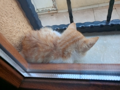 Tek kaldı ailesi yok kapımın dibinden ayrılmıyor fotoğraf