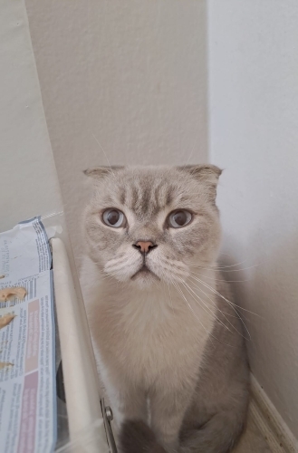 Kısır, çok sakin ve iyi huylu fotoğraf