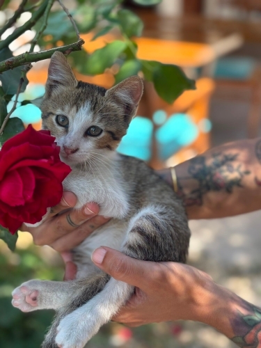 Minik yavruya çok Acil yuva fotoğraf
