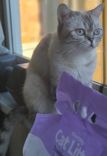 Miaya yeni aile fotoğraf