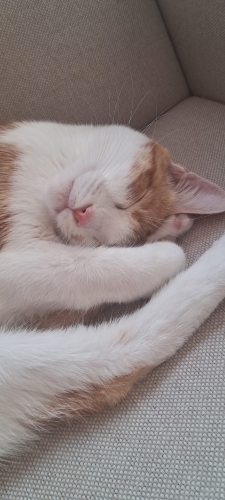Sakin karakterli Limon ve oyuncu tekir kedi Lokum fotoğraf