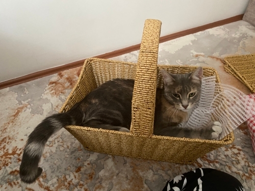 Bahçemizin Çiçeği Yuva Arıyor fotoğraf
