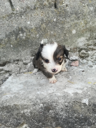 Oyunamayı sever akılı bir köpek Dir fotoğraf