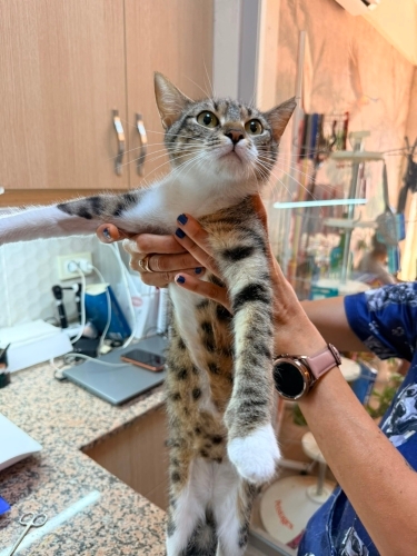 Sevecen Tekir Yaşam Ömürlük Yuvasını Arıyor fotoğraf
