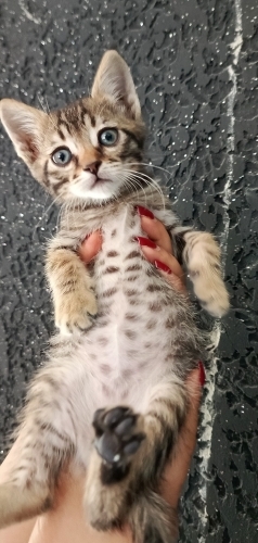 AŞIRI SEVİMLİ HARİKA BİR YAVRU🐱 fotoğraf