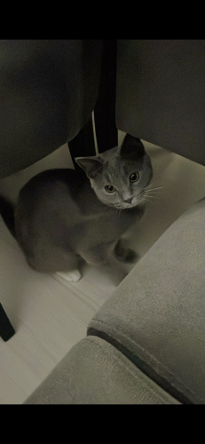 Duruşu asil bir kedi fotoğraf