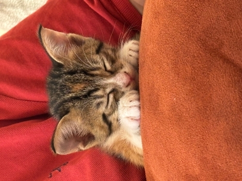Dişi Yavru Kedi fotoğraf