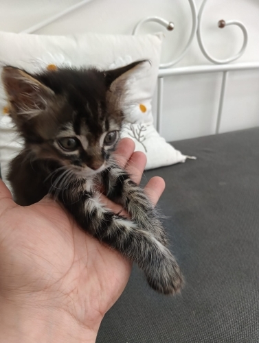 çok çok acil bu miniğe yuva olalım fotoğraf